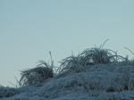 SX17090 Frost covered grass.jpg